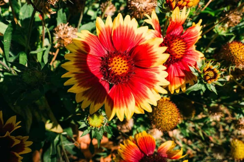 Low-Maintenance Flowers: 30 Beautiful Blooms for Effortless Gardening