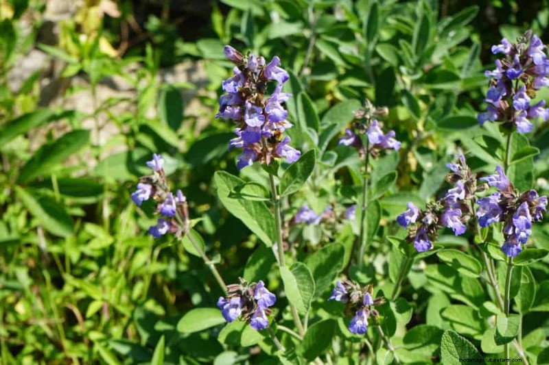 Low-Maintenance Flowers: 30 Beautiful Blooms for Effortless Gardening