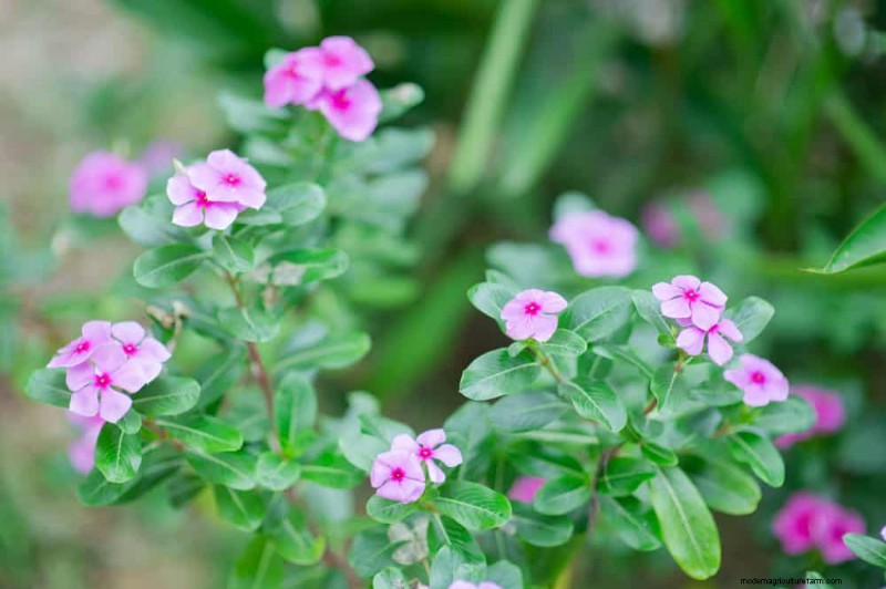 Low-Maintenance Flowers: 30 Beautiful Blooms for Effortless Gardening