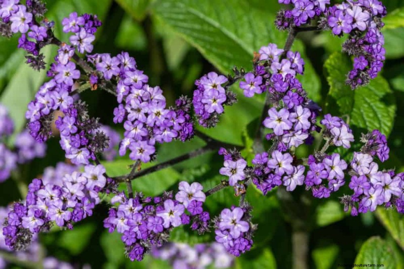 Low-Maintenance Flowers: 30 Beautiful Blooms for Effortless Gardening