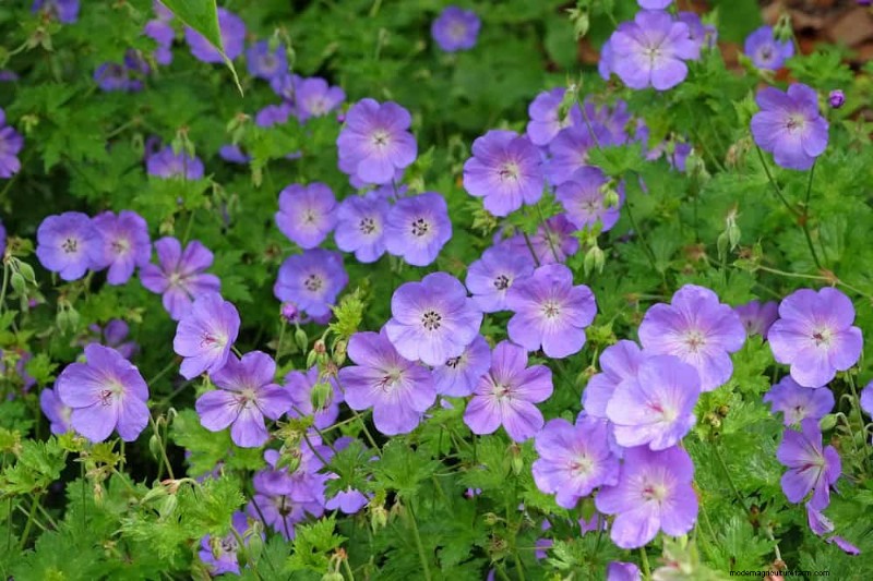 Low-Maintenance Flowers: 30 Beautiful Blooms for Effortless Gardening