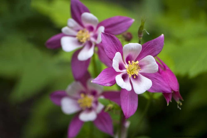 Low-Maintenance Flowers: 30 Beautiful Blooms for Effortless Gardening