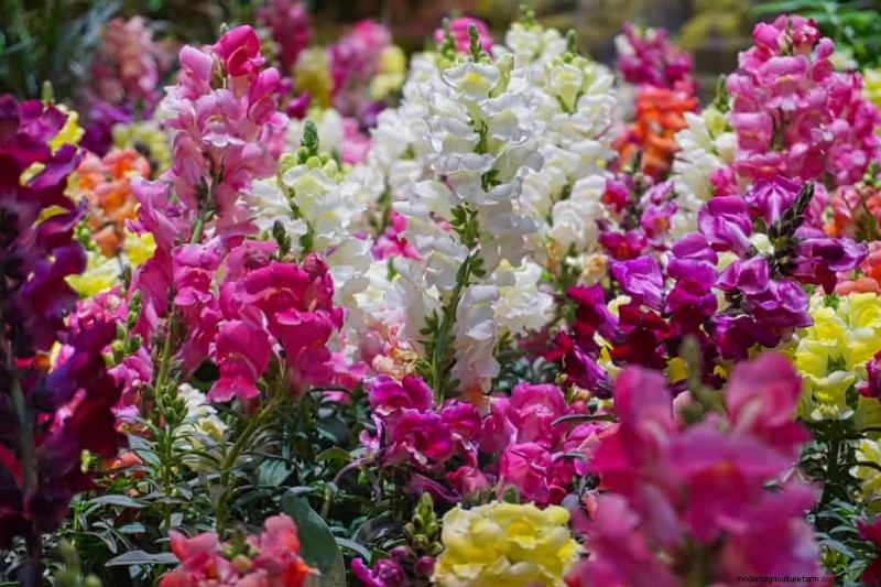 Low-Maintenance Flowers: 30 Beautiful Blooms for Effortless Gardening