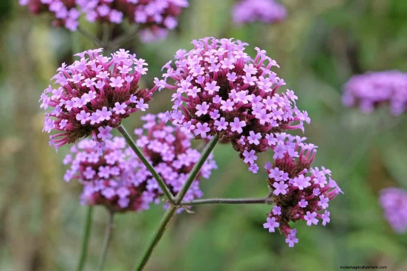 Low-Maintenance Flowers: 30 Beautiful Blooms for Effortless Gardening