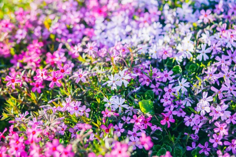 Low-Maintenance Flowers: 30 Beautiful Blooms for Effortless Gardening