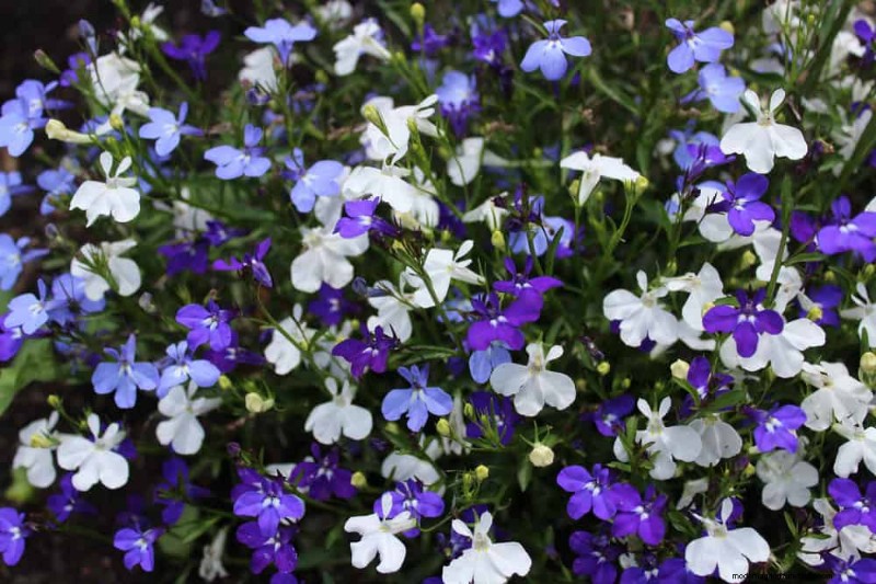 Low-Maintenance Flowers: 30 Beautiful Blooms for Effortless Gardening