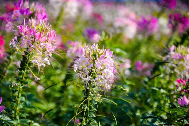 Low-Maintenance Flowers: 30 Beautiful Blooms for Effortless Gardening