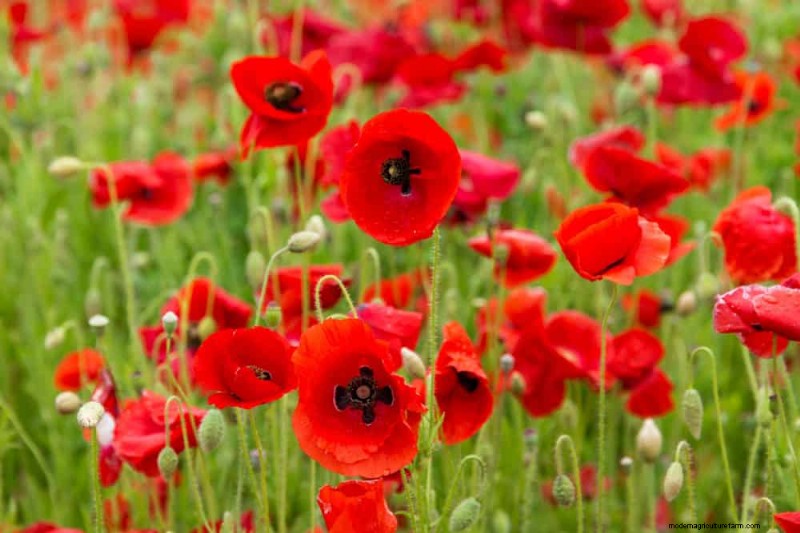 Low-Maintenance Flowers: 30 Beautiful Blooms for Effortless Gardening