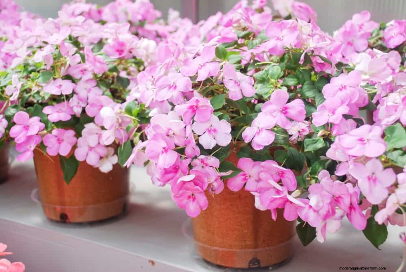 Low-Maintenance Flowers: 30 Beautiful Blooms for Effortless Gardening