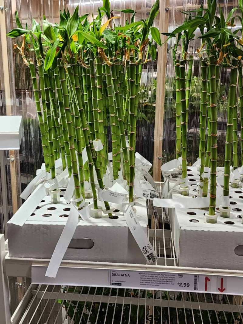 IKEA Plant Section: Affordable Houseplants for Every Home