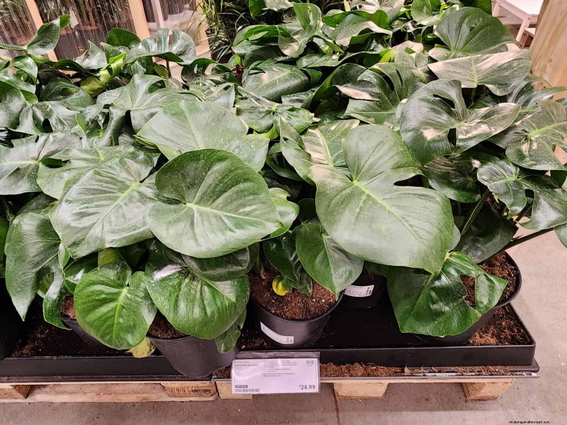 IKEA Plant Section: Affordable Houseplants for Every Home