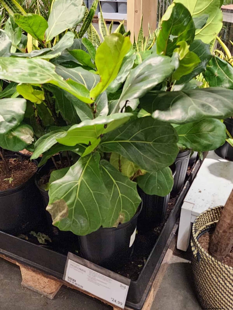 IKEA Plant Section: Affordable Houseplants for Every Home