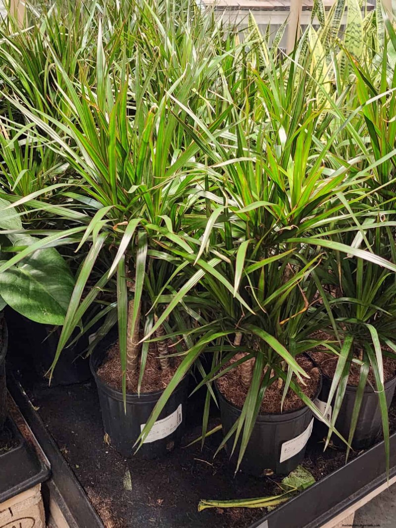 IKEA Plant Section: Affordable Houseplants for Every Home