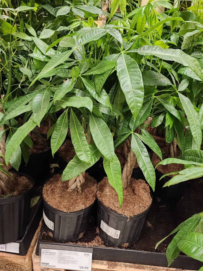 IKEA Plant Section: Affordable Houseplants for Every Home