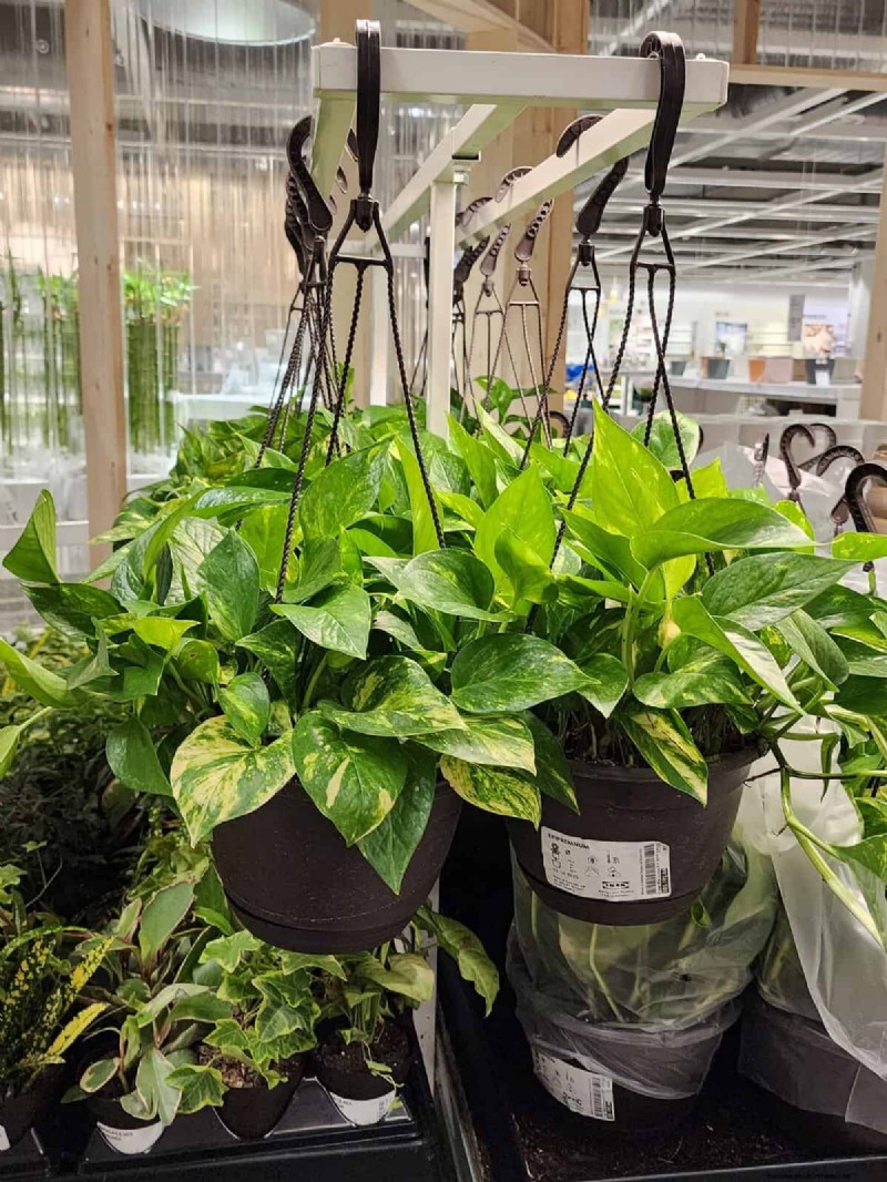 IKEA Plant Section: Affordable Houseplants for Every Home