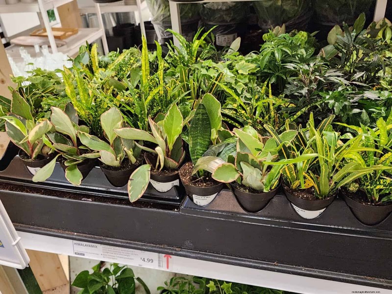 IKEA Plant Section: Affordable Houseplants for Every Home
