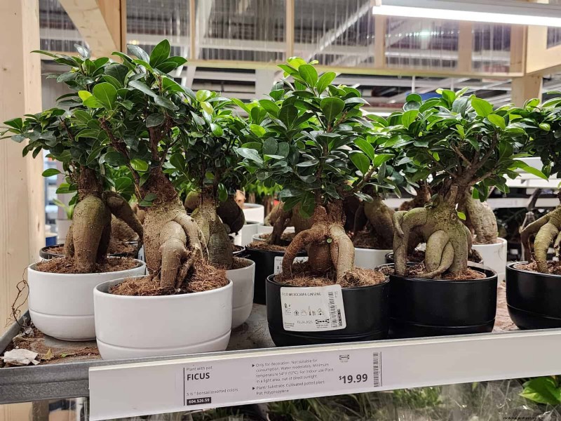 IKEA Plant Section: Affordable Houseplants for Every Home