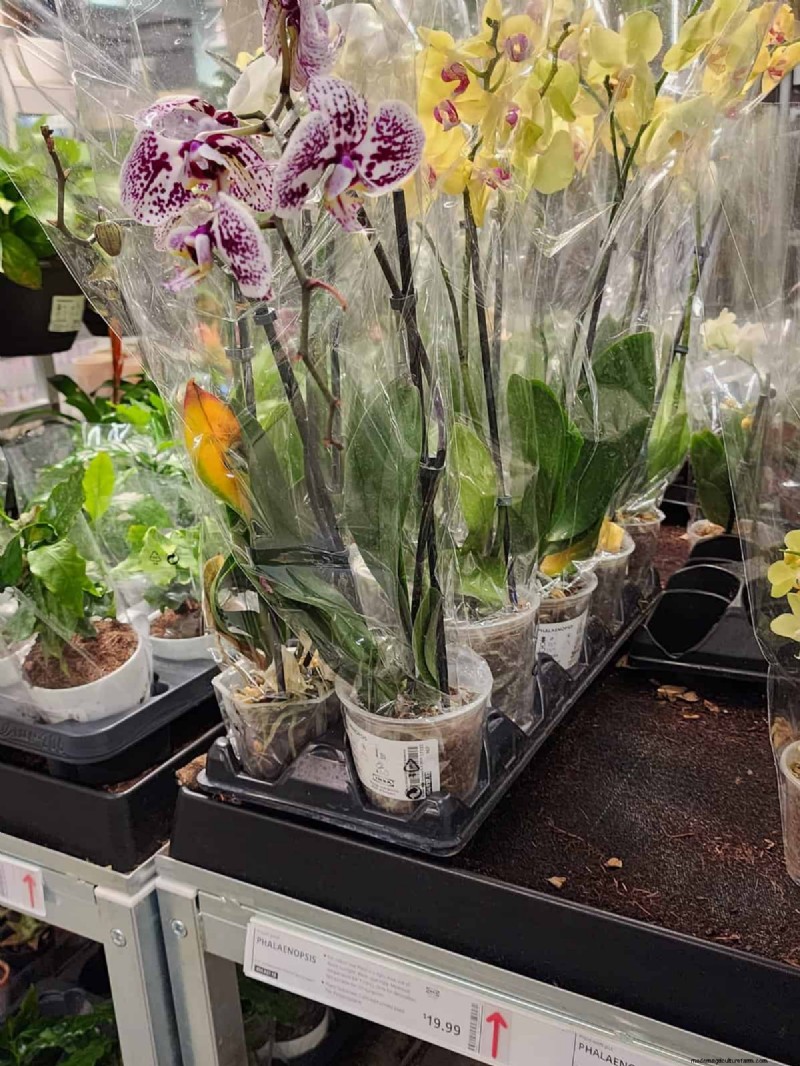 IKEA Plant Section: Affordable Houseplants for Every Home