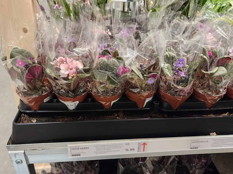 IKEA Plant Section: Affordable Houseplants for Every Home