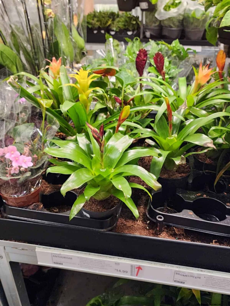 IKEA Plant Section: Affordable Houseplants for Every Home