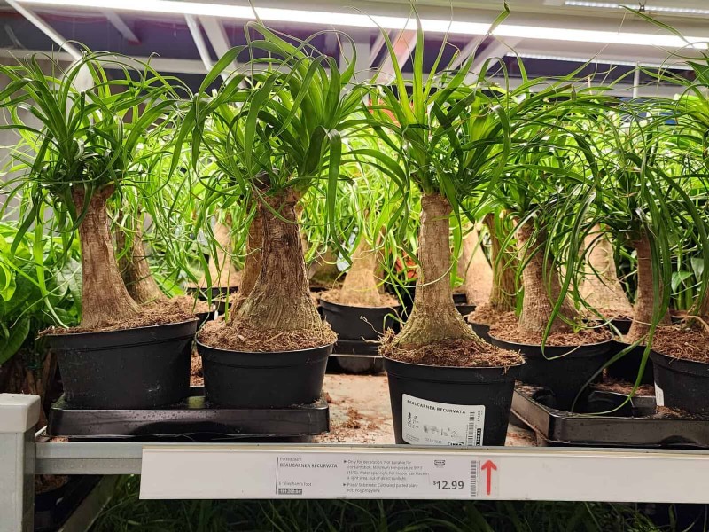IKEA Plant Section: Affordable Houseplants for Every Home