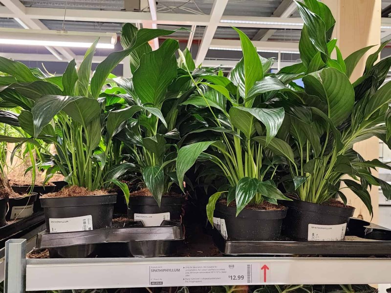IKEA Plant Section: Affordable Houseplants for Every Home