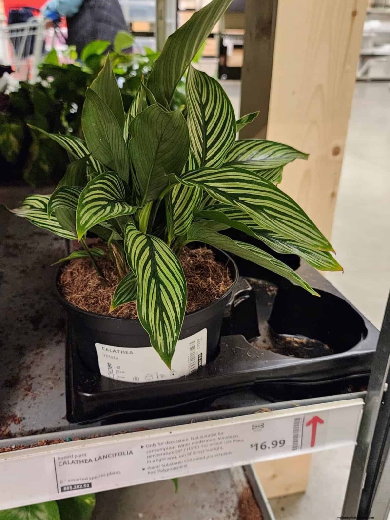 IKEA Plant Section: Affordable Houseplants for Every Home