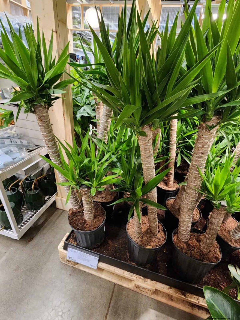 IKEA Plant Section: Affordable Houseplants for Every Home