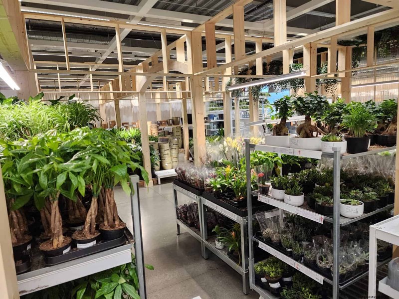 IKEA Plant Section: Affordable Houseplants for Every Home