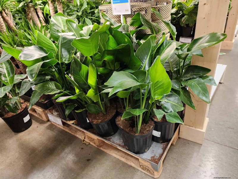 IKEA Plant Section: Affordable Houseplants for Every Home