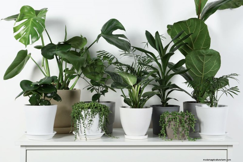 20 Stunning Houseplants to Elevate Your Home Decor