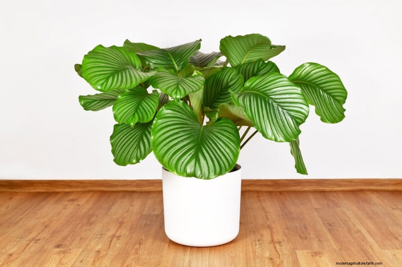 20 Stunning Houseplants to Elevate Your Home Decor