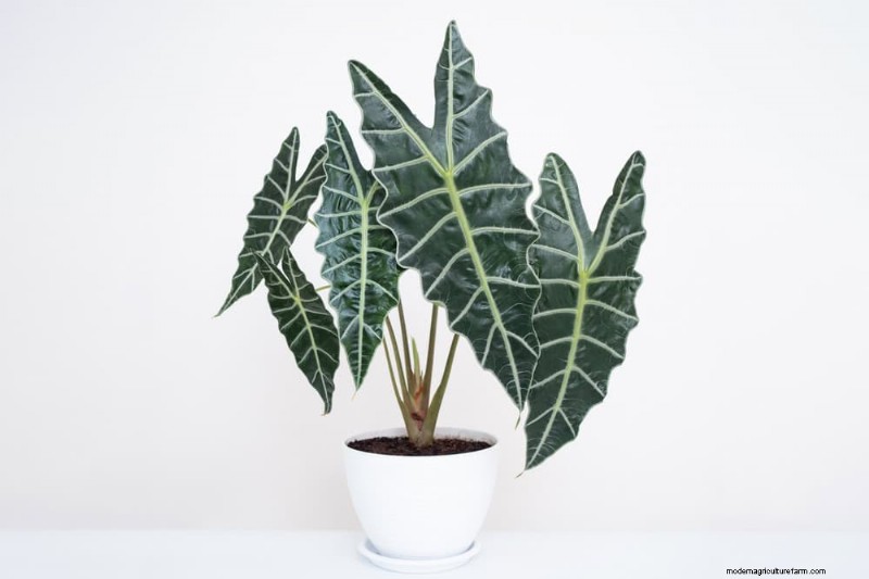 20 Stunning Houseplants to Elevate Your Home Decor