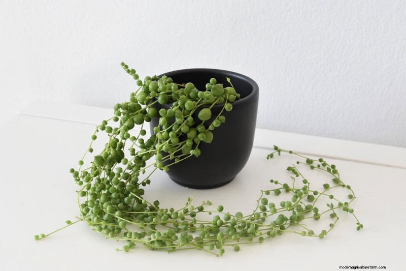 20 Stunning Houseplants to Elevate Your Home Decor