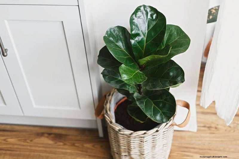 20 Stunning Houseplants to Elevate Your Home Decor