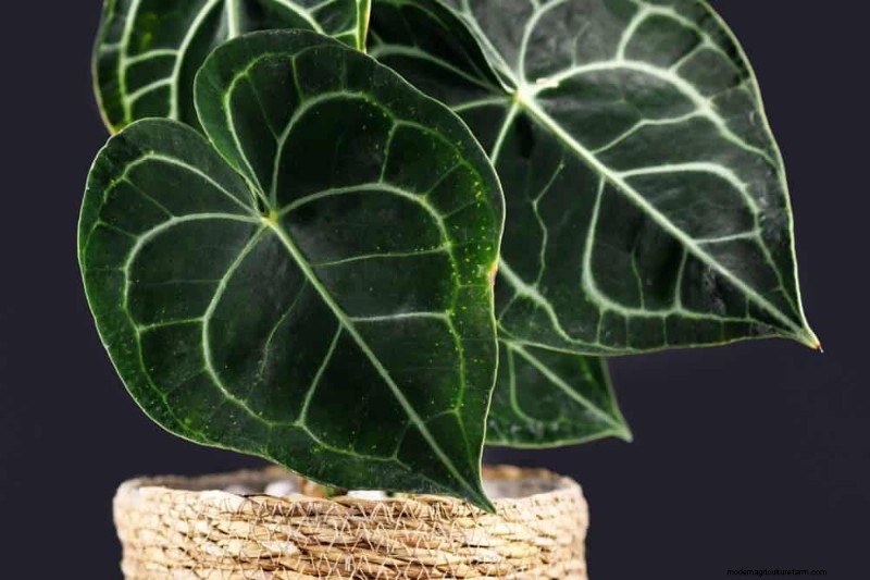 20 Stunning Houseplants to Elevate Your Home Decor