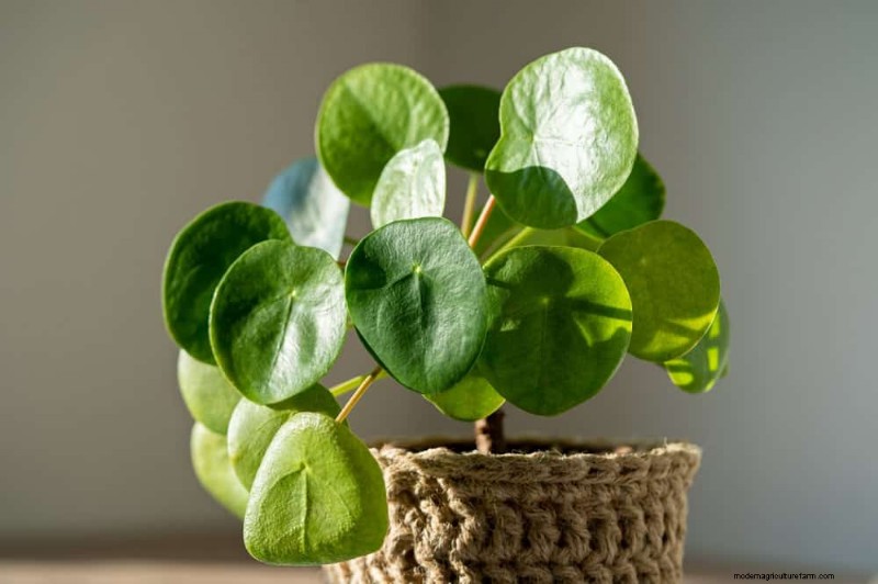 20 Stunning Houseplants to Elevate Your Home Decor