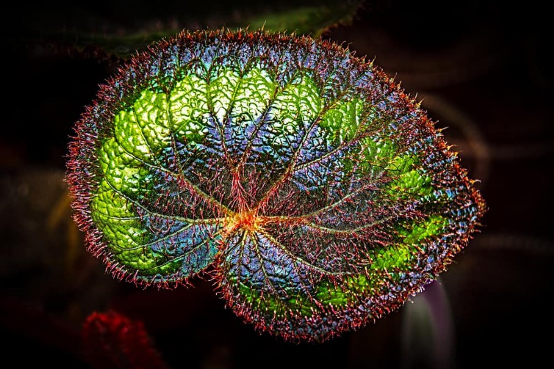 20 Stunning Houseplants to Elevate Your Home Decor