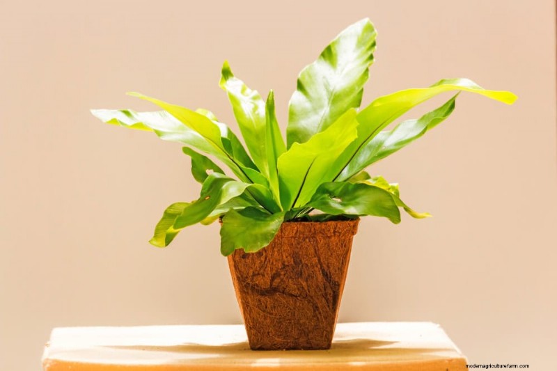 20 Stunning Houseplants to Elevate Your Home Decor