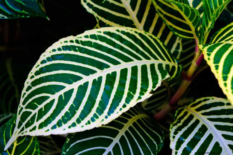 20 Stunning Houseplants to Elevate Your Home Decor