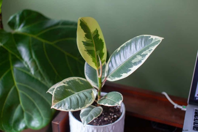 20 Stunning Houseplants to Elevate Your Home Decor