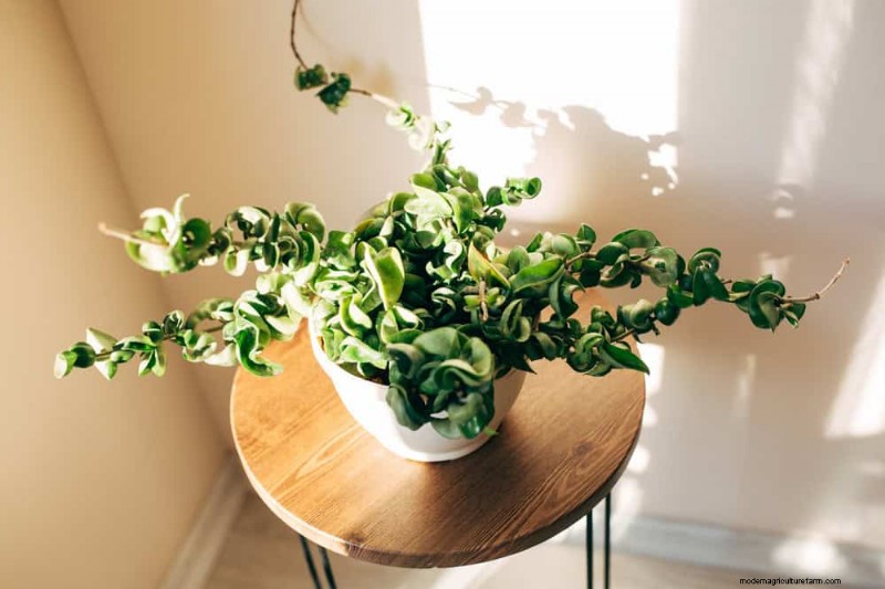 20 Stunning Houseplants to Elevate Your Home Decor