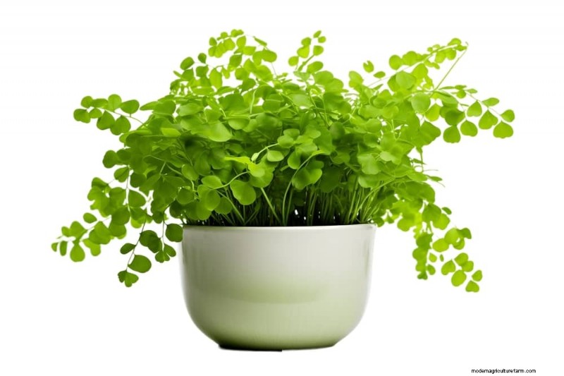 20 Stunning Houseplants to Elevate Your Home Decor