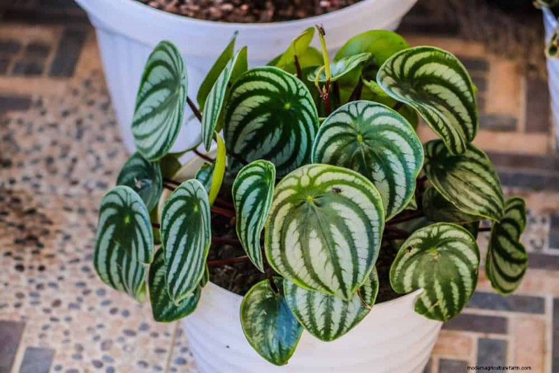 20 Stunning Houseplants to Elevate Your Home Decor