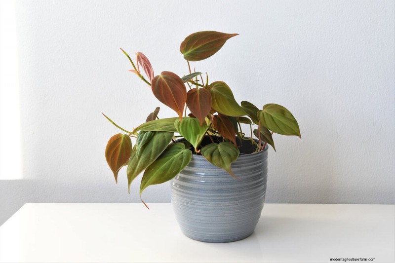 20 Stunning Houseplants to Elevate Your Home Decor