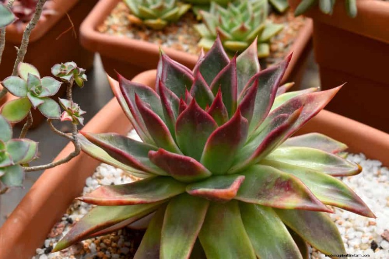 20 Stunning Houseplants to Elevate Your Home Decor