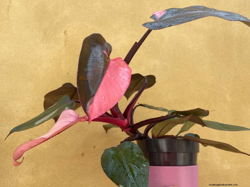 20 Stunning Houseplants to Elevate Your Home Decor