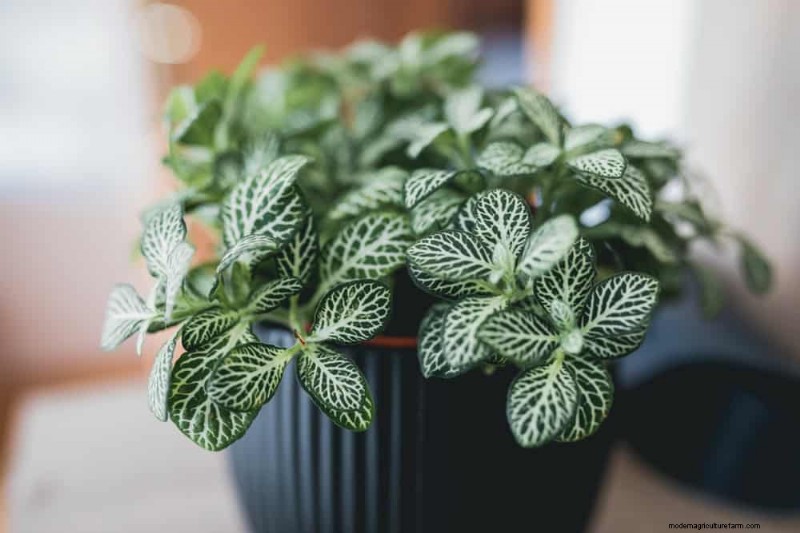 20 Stunning Houseplants to Elevate Your Home Decor