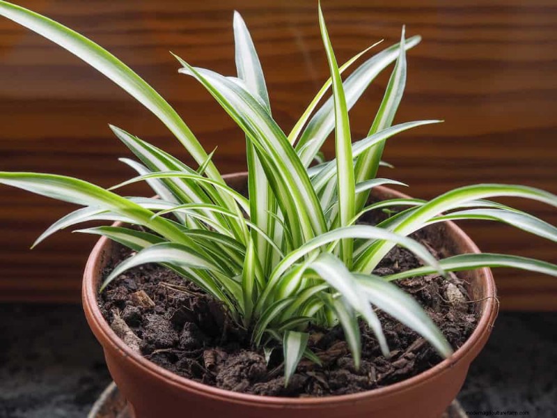 20 Stunning Houseplants to Elevate Your Home Decor