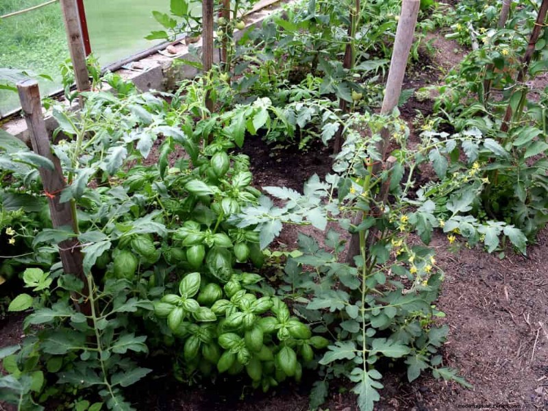 Companion Planting: 22 Powerful Combinations for a Thriving Garden